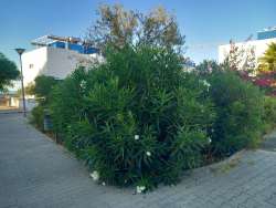 Photo of this report