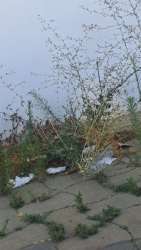 Photo of this report