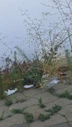 Photo of this report