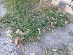 Photo of this report