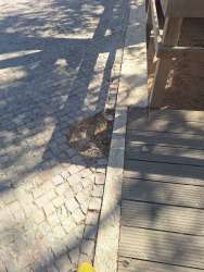 Photo of this report