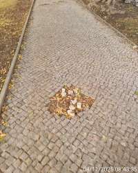 Photo of this report