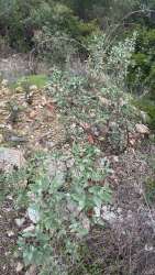 Photo of this report