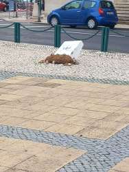 Photo of this report