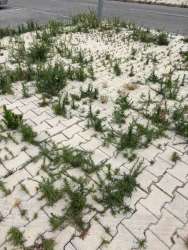 Photo of this report